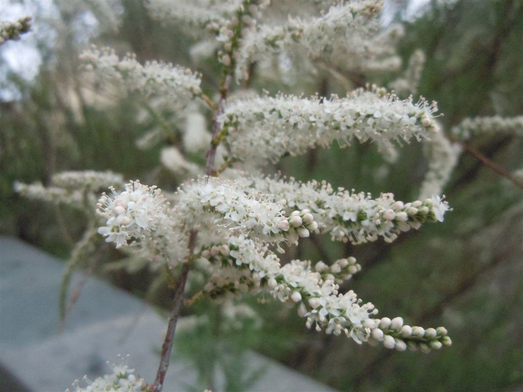 Albero da identificare:  Tamarix cfr. gallica  (Caryophyllales - Tamaricaceae)